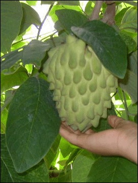 cherimoya